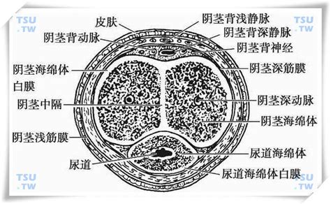 阴茎龟头|阴茎结构解剖：皮肤/被膜/韧带/血供/海绵体/神经